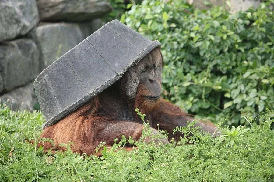 Orangutan at Philadelphia Zoo