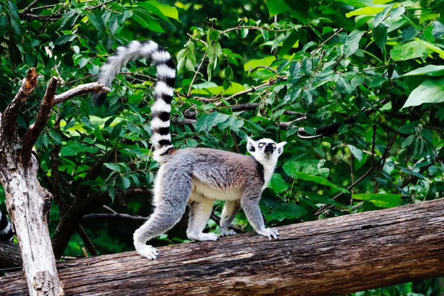 Ring-Tailed Lemur at Cincinnati Zoo and Botanical Garden