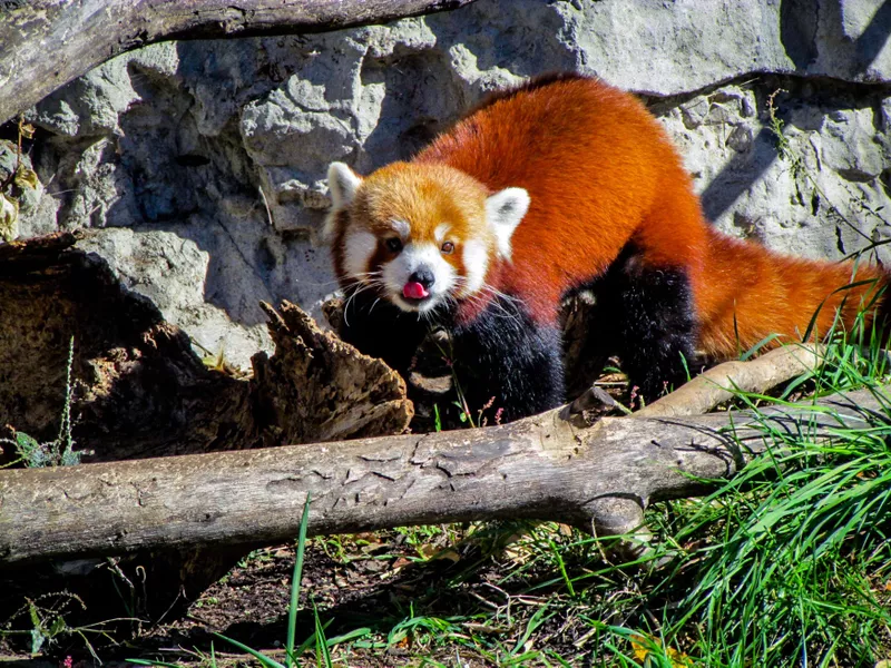 Red Panda at St. Louis Zoo in Missouri - Best for Children