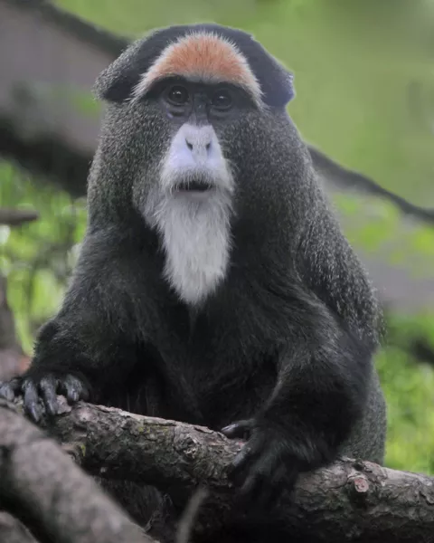 De Brazza's monkey in Oregon Zoo - Top American Family zoo