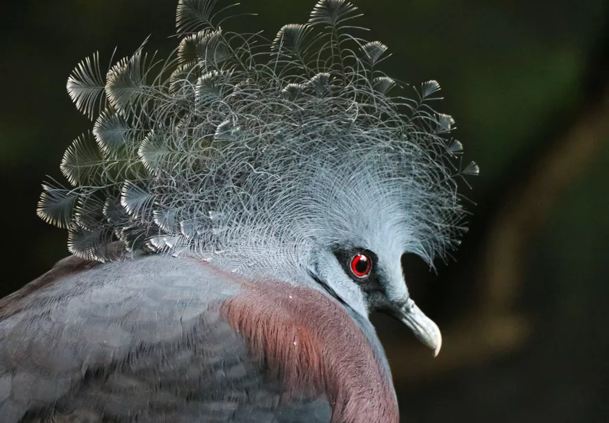 Victoria Crowned Pigeon - Houston Zoo, Texas - Top rated Zoo of US