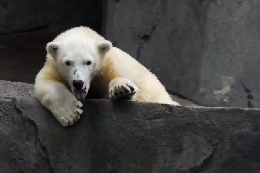 Polar Bear at Brookfield Zoo - Best Family Zoo in Illinois