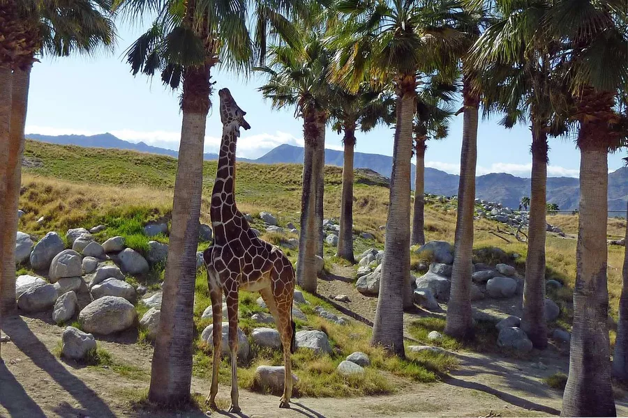 Giraffe in The Living Desert Zoo, California - Best Desert Zoo in US