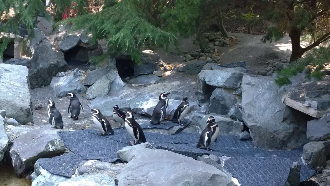 Penguine in Point Defiance Zoo and Aquarium in Washington DC