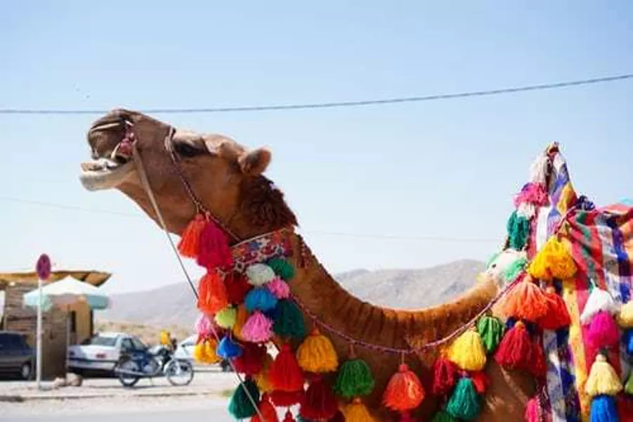Camel rides, Pasargadae