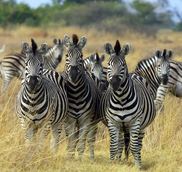 zebra in Lona National Park, Angola