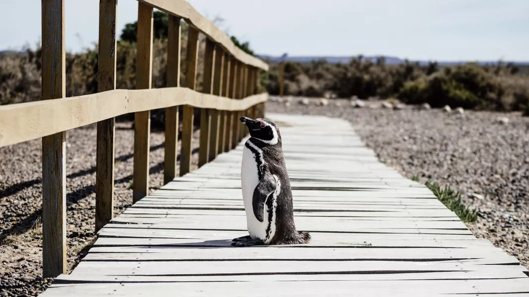 penguin in Puerto Madryn, Argentina