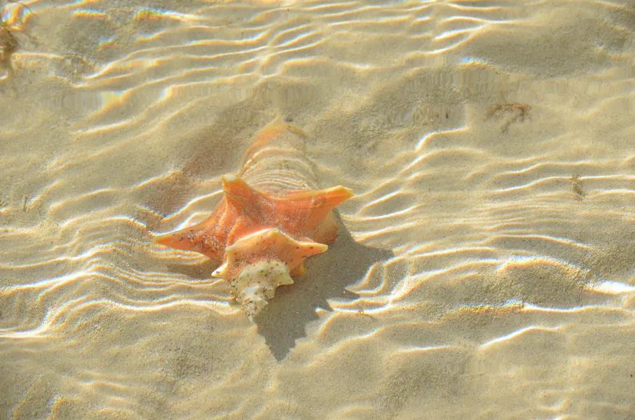 a seashell in beach of Paradise Island, Bahamas