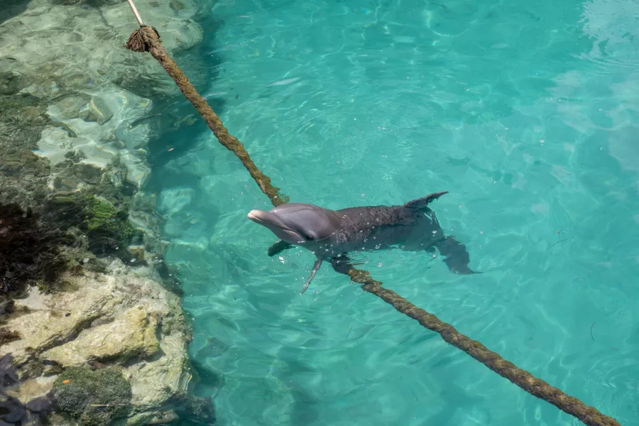 dolphins in Blue Lagoon Island, Bahamas