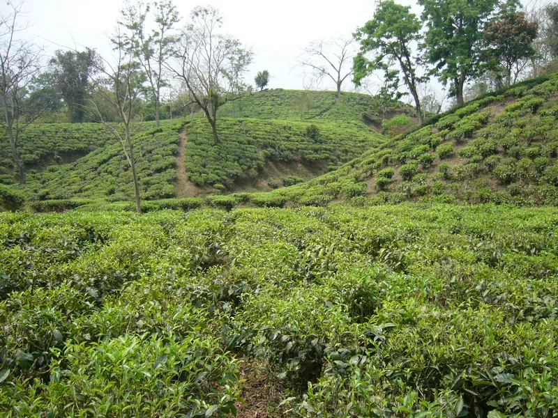 Tea plantation in Sylhet, Bangladesh