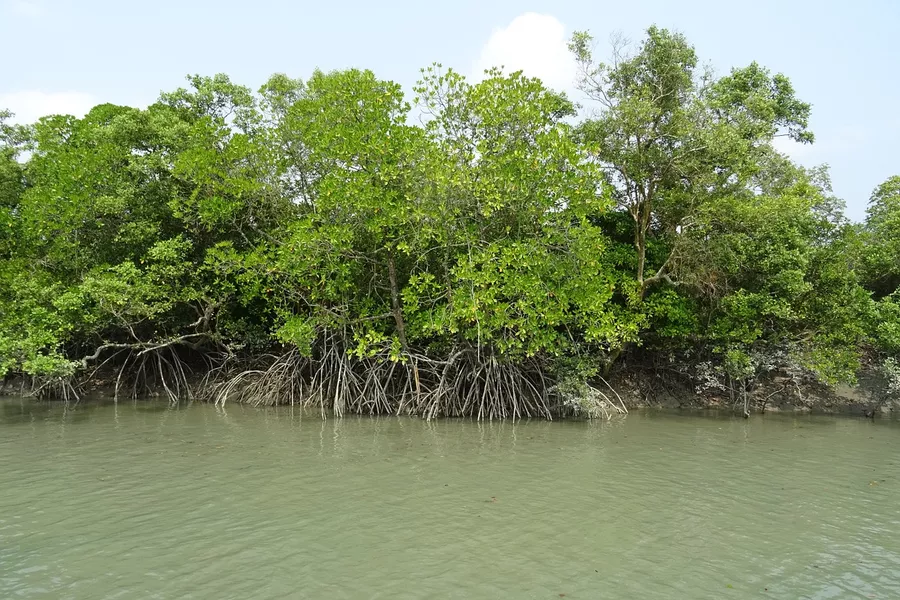 mangrove in Sundarbans, Bangladesh