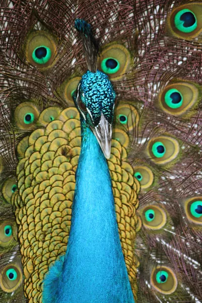 peacock in Barbados Wildlife Reserve, Barbados