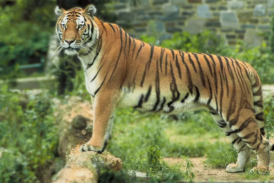 Bengal tiger in Manas National Park, Bhutan