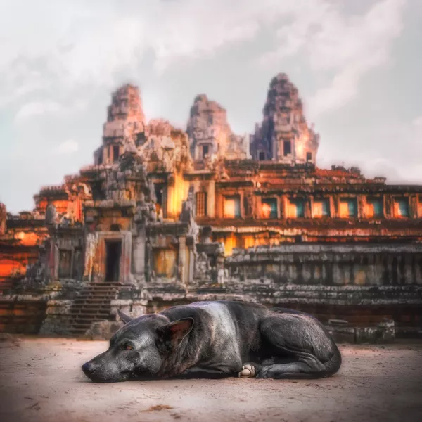 dog in Angkor Wat, Cambodia