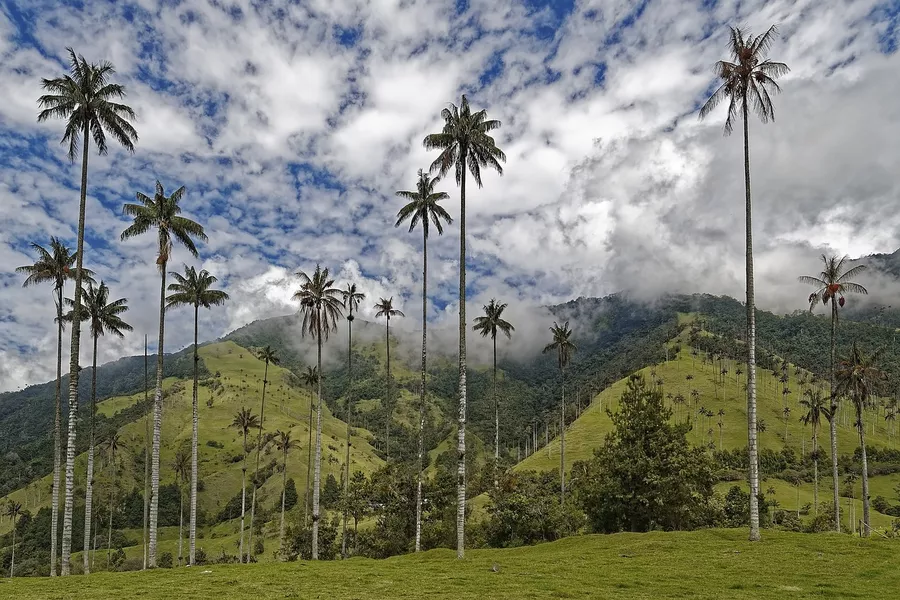 lush green valley of Cocora Valley, Colombia