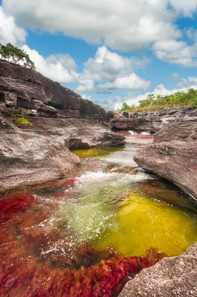 river of five colors in Cano Cristales, Colombia