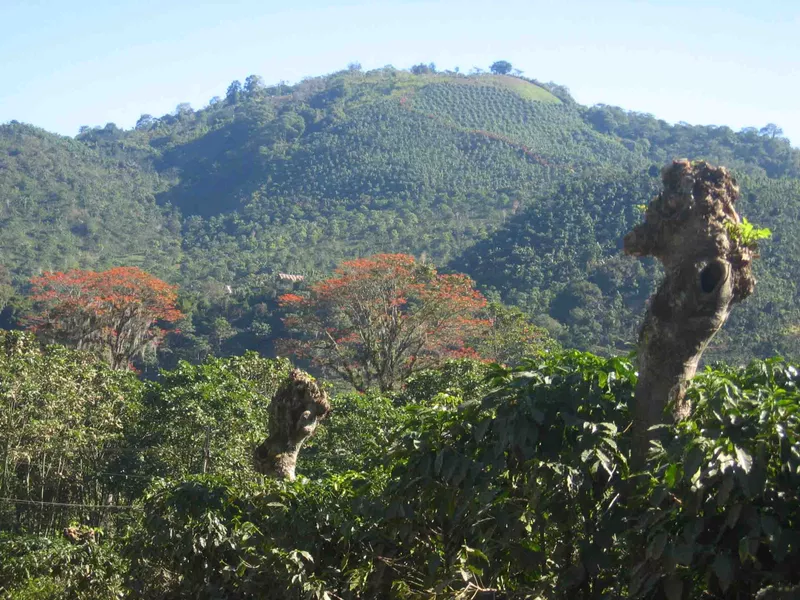 view over a coffee plantation in Santa Maria de Dota, Costa Rica