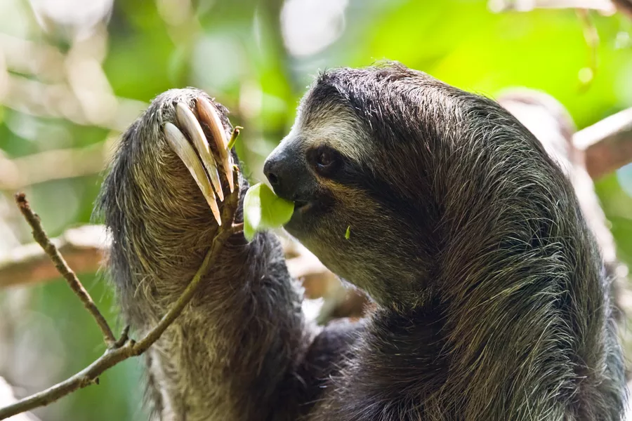Sloth in Cahuita, Costa Rica