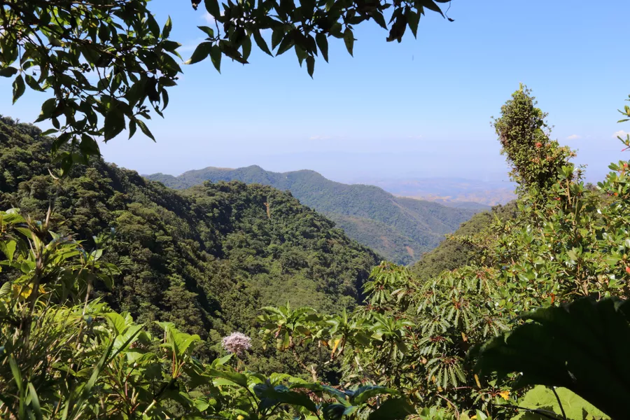 dense forest of Monteverde, Costa Rica