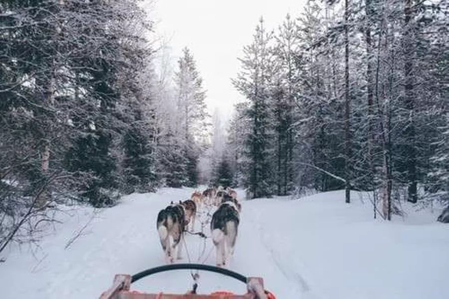 the famous husky safari around the town of Rovaniemi.