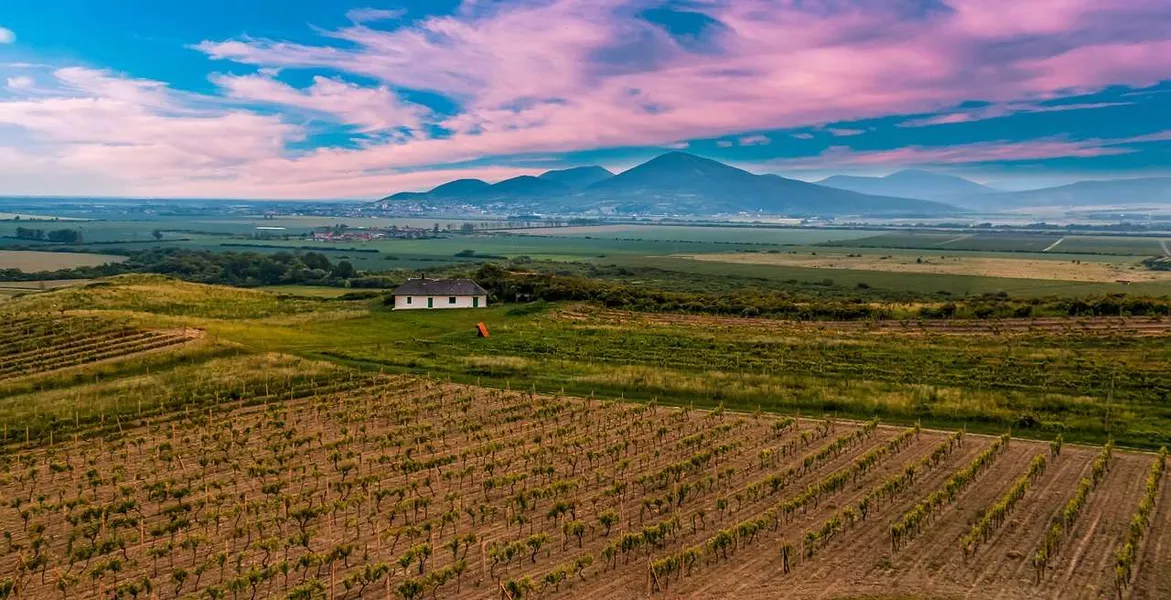 Vineyard and mountain in Tokaj, Hungary 
