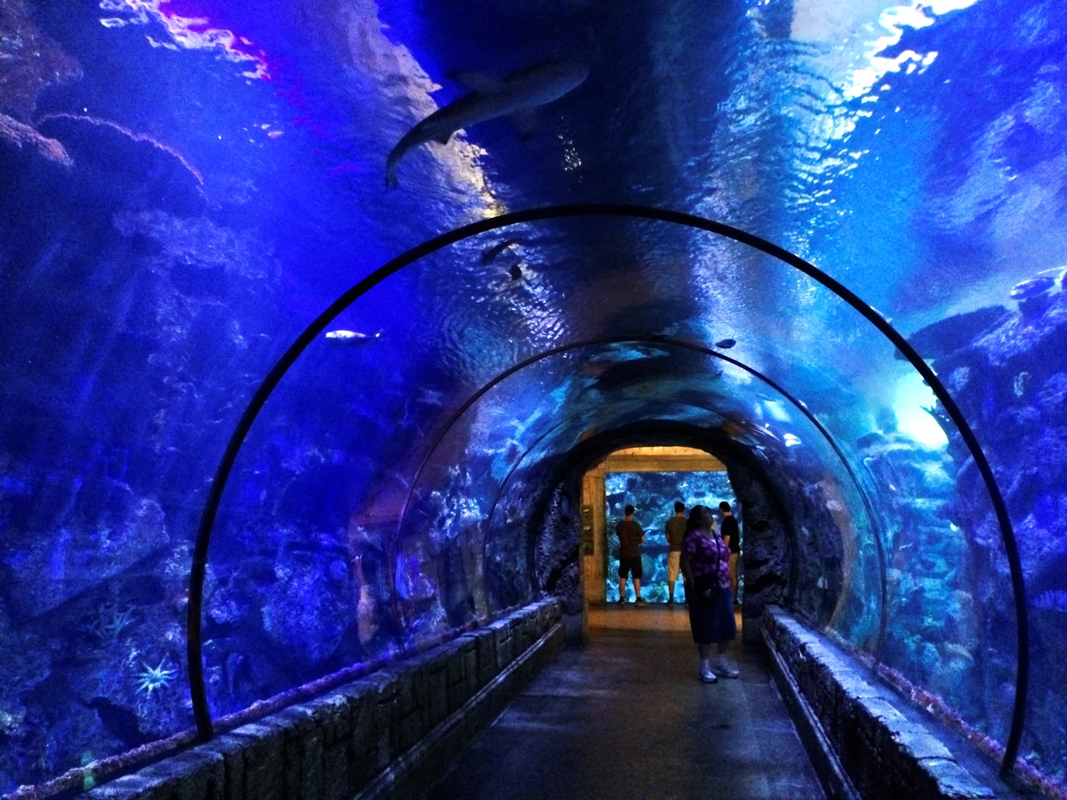 PHOTO DESCRIPTION: A shark tunnel at the Mandalay Bay Shark Reef